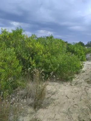 Manzana 237, Solar 5 a pasitos del mar, playa de la viuda