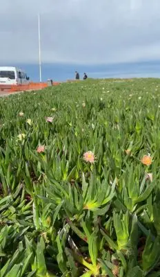 Punta de las Salinas