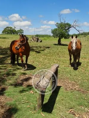 Chacra La Ariscona Maldonado