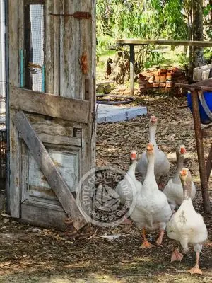 Chacra La Ariscona Maldonado