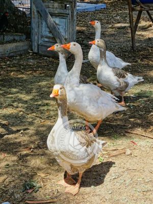 Chacra La Ariscona Maldonado
