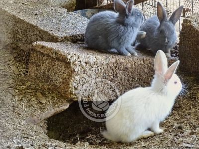 Chacra La Ariscona Maldonado