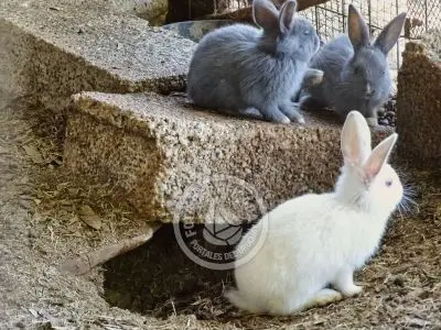 Chacra La Ariscona Maldonado