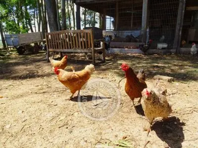 Chacra La Ariscona Maldonado