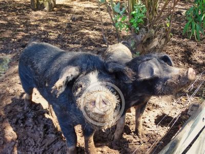 Chacra La Ariscona Maldonado