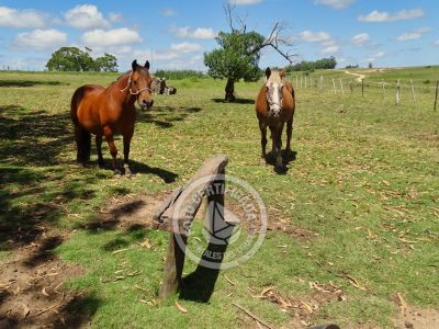 Chacra La Ariscona Maldonado
