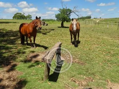 Chacra La Ariscona Maldonado