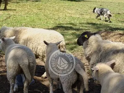 Chacra La Ariscona Maldonado