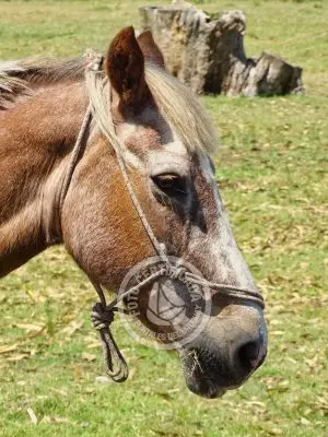 Chacra La Ariscona Maldonado