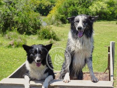 Chacra La Ariscona Maldonado