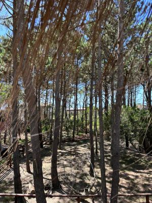 Casas|Cabanas|Aptos|Complexos ... JUANILLOS 2 Punta del Diablo