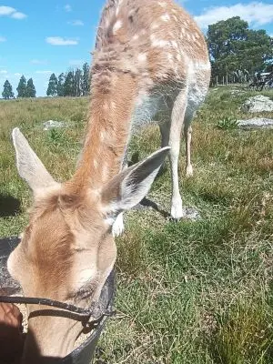 Chacra Casa Rural El Coronilla San José