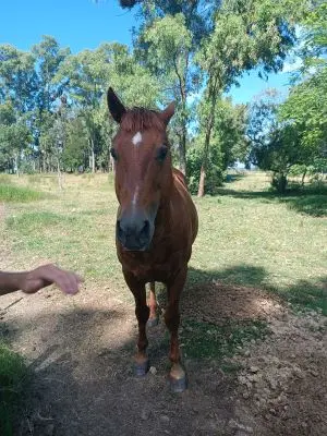 Chacra Casa Rural El Coronilla San José