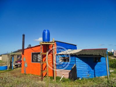 Cactus - Cabo Polonio