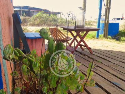 Cactus - Cabo Polonio .- Foto del 12/1/24, 16:58