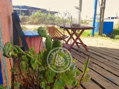 Cactus - Cabo Polonio