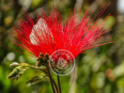 Bungalow Octógono  Santa María de las Sierras  Casa de Retiros Villa Serrana
