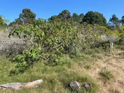 En Venta_Terreno a 300 mtrs de la Playa