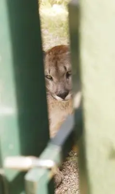 La Reserva de Pan de Azúcar sumó cuatro nuevos pumas