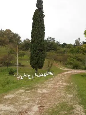 Chacra El Bastión de Punta Gorda Nueva Palmira