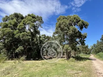 Terrenos zona Bosque de la Viuda