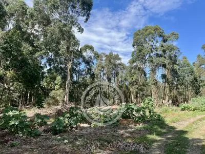 Terrenos zona Bosque de la Viuda