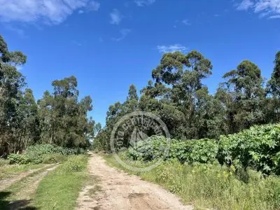 Terrenos zona Bosque de la Viuda