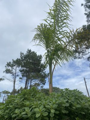 Aqui comienza Afrodita