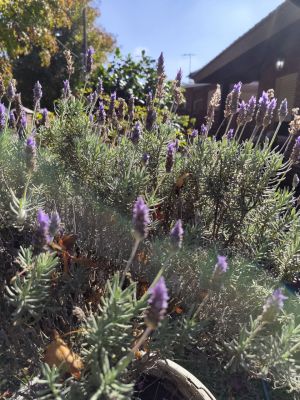 Casa La Hogareña en Biarritz (a 200mts del mar)  Canelones
