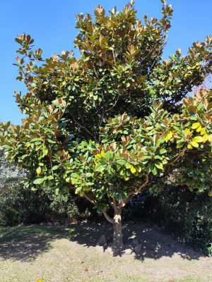Casa La Hogareña en Biarritz (a 200mts del mar)  Canelones