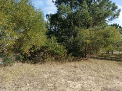 Lots Manz 221 s. 9 zona la viuda, rodeado de  bosque de pinos !!! Punta del Diablo