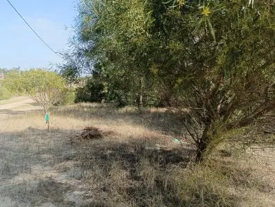 Lotes Manz 221 s. 9 zona la viuda, rodeado de  bosque de pinos !!! Punta del Diablo