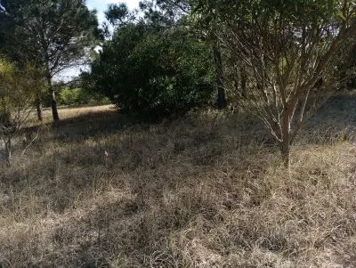 Lotes Manz 221 s. 9 zona la viuda, rodeado de  bosque de pinos !!! Punta del Diablo