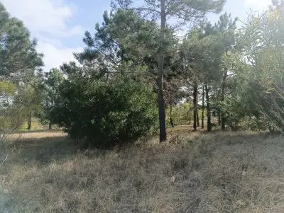 Lotes Manz 221 s. 9 zona la viuda, rodeado de  bosque de pinos !!! Punta del Diablo