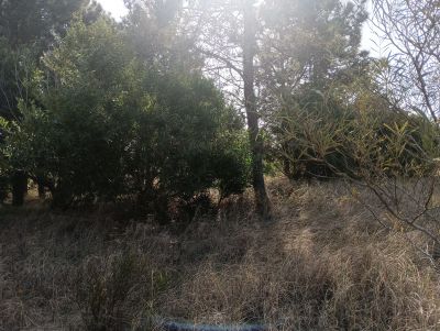 Lots Manz 221 s. 9 zona la viuda, rodeado de  bosque de pinos !!! Punta del Diablo