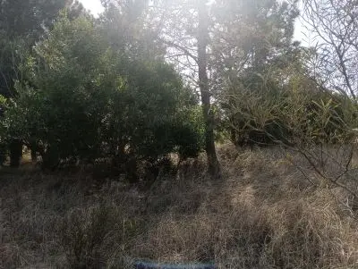 Lotes Manz 221 s. 9 zona la viuda, rodeado de  bosque de pinos !!! Punta del Diablo