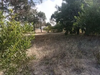 Lotes Manz 221 s. 9 zona la viuda, rodeado de  bosque de pinos !!! Punta del Diablo