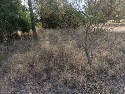 Lots Manz 221 s. 9 zona la viuda, rodeado de  bosque de pinos !!! Punta del Diablo