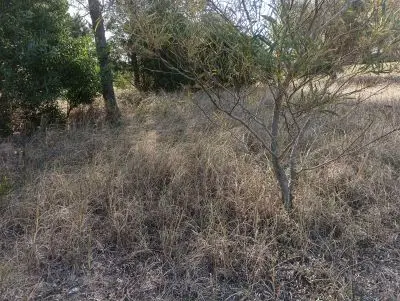 Lotes Manz 221 s. 9 zona la viuda, rodeado de  bosque de pinos !!! Punta del Diablo
