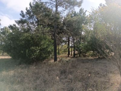 Lots Manz 221 s. 9 zona la viuda, rodeado de  bosque de pinos !!! Punta del Diablo