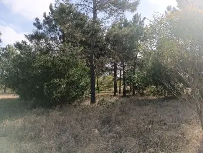 Lotes Manz 221 s. 9 zona la viuda, rodeado de  bosque de pinos !!! Punta del Diablo