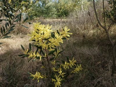 Lots Manz 378 s.9  Terreno esquinero en calle alternativa  Punta del Diablo