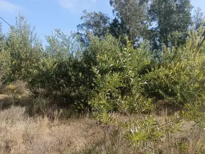 Terrenos Manz 378 s.9  Terreno esquinero en calle alternativa  Punta del Diablo