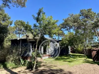 Anacahuita - Casitas del bosque 