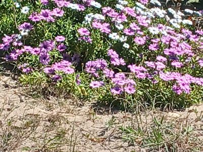 Elementaria - La Esmeralda - Rocha