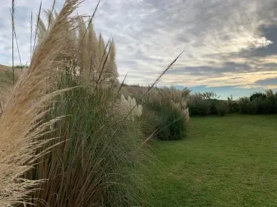 La Violeta - Tio Tom