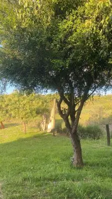 Arnonia - Marco de los reyes