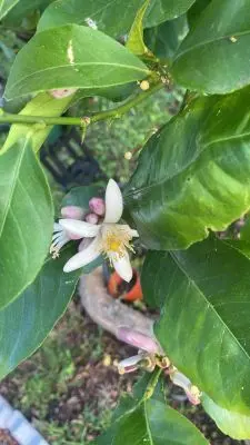 Arnonia - Marco de los reyes