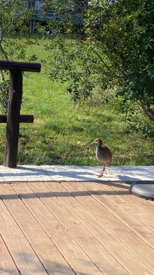 Arnonia - Marco de los reyes