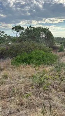 Lotes 3 terrenos en venta en La Viuda (Padron 620/621/622) Punta del Diablo